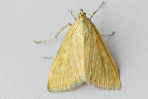 Réf. 238 214 : Sitochroa verticalis